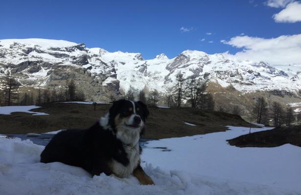 abc-vacanze en ski-touring-in-the-aosta-valley 014